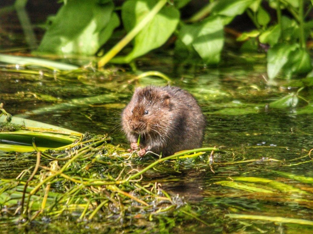 A Water Vole eating a plant stem