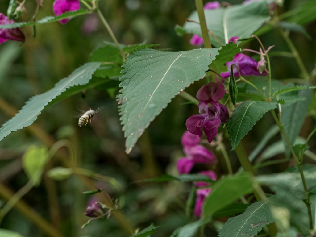 Himalayan Balsam, a non-native invasive plant species which needs to be removed along the river each year