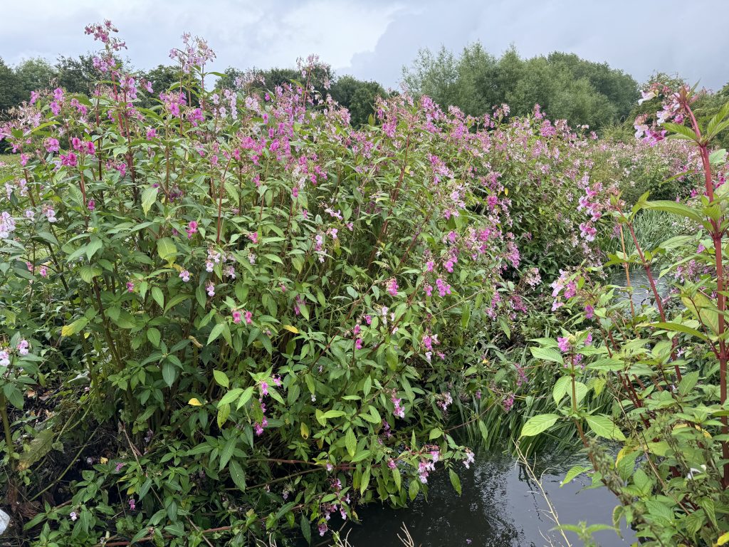 What is Himalayan Balsam, why’s it a problem, and how do we deal with it? 