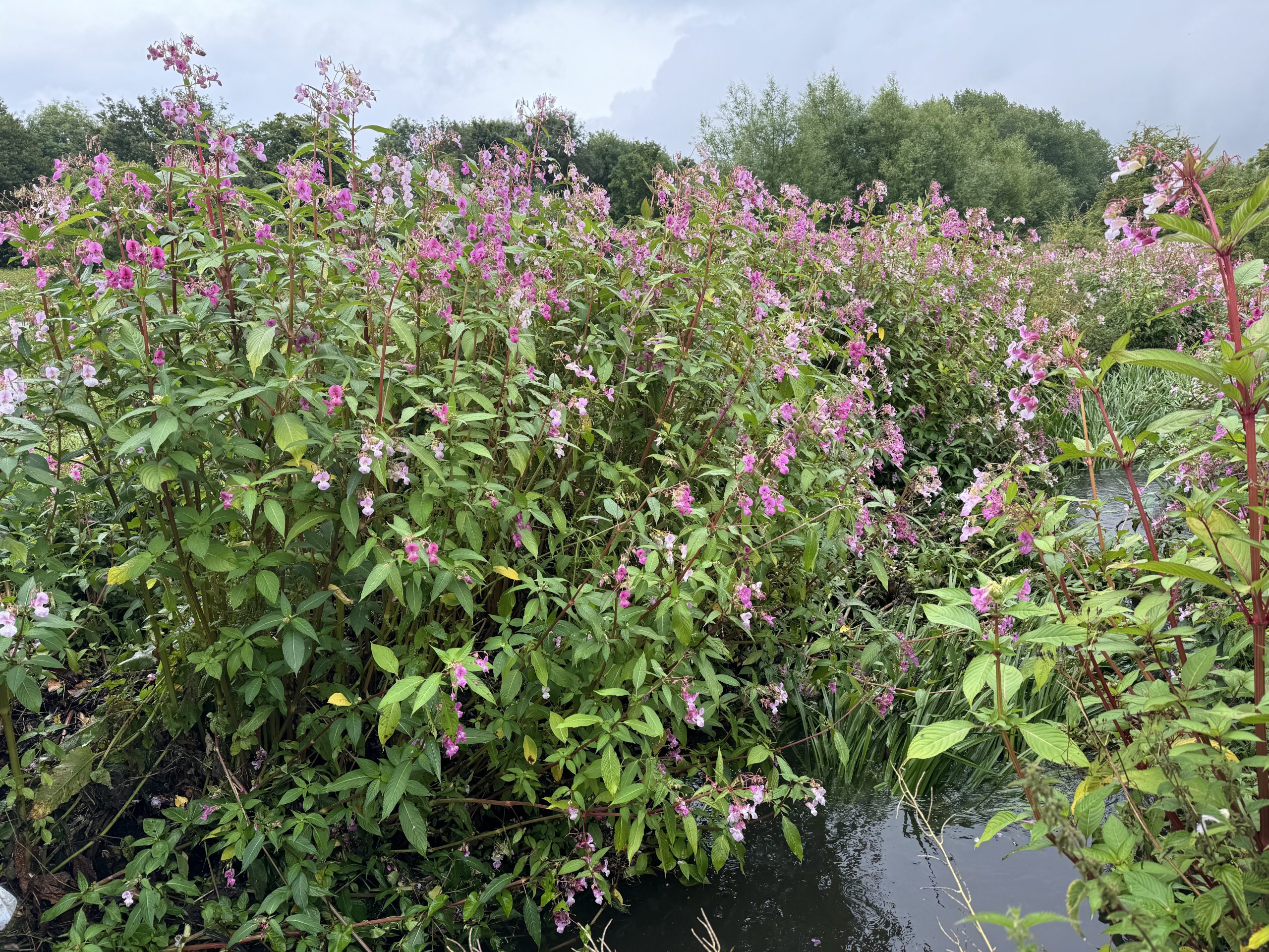 You are currently viewing What is Himalayan Balsam, why’s it a problem, and how do we deal with it? 
