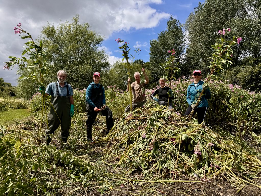 A group of volunteers pulling up invasive Himalayan Balsam
