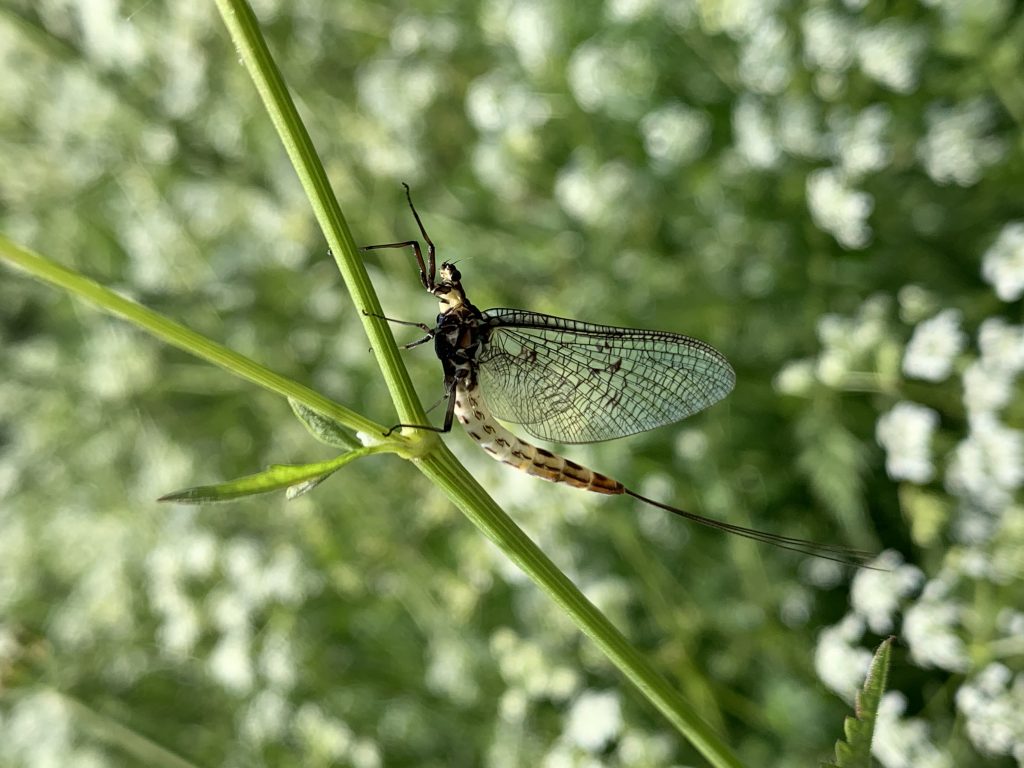 A newly-hatched Mayfly on a plant stem