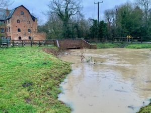 Read more about the article Why does the Beane turn brown after heavy rain?