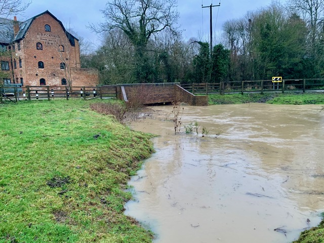 Why does the Beane turn brown after heavy rain?