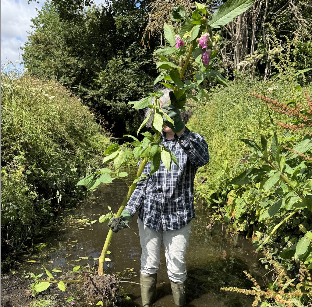 A person holding up a Himalayan Balsam plant to show its over six feet or 2 metres tall