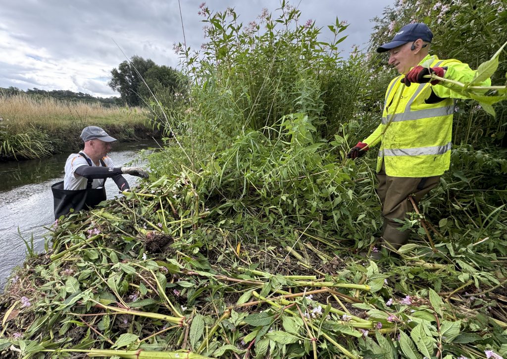 Two people pulling up invasive Himalayan Balsam plants. One wearing waders standing in the river, the other up on the dry bank
