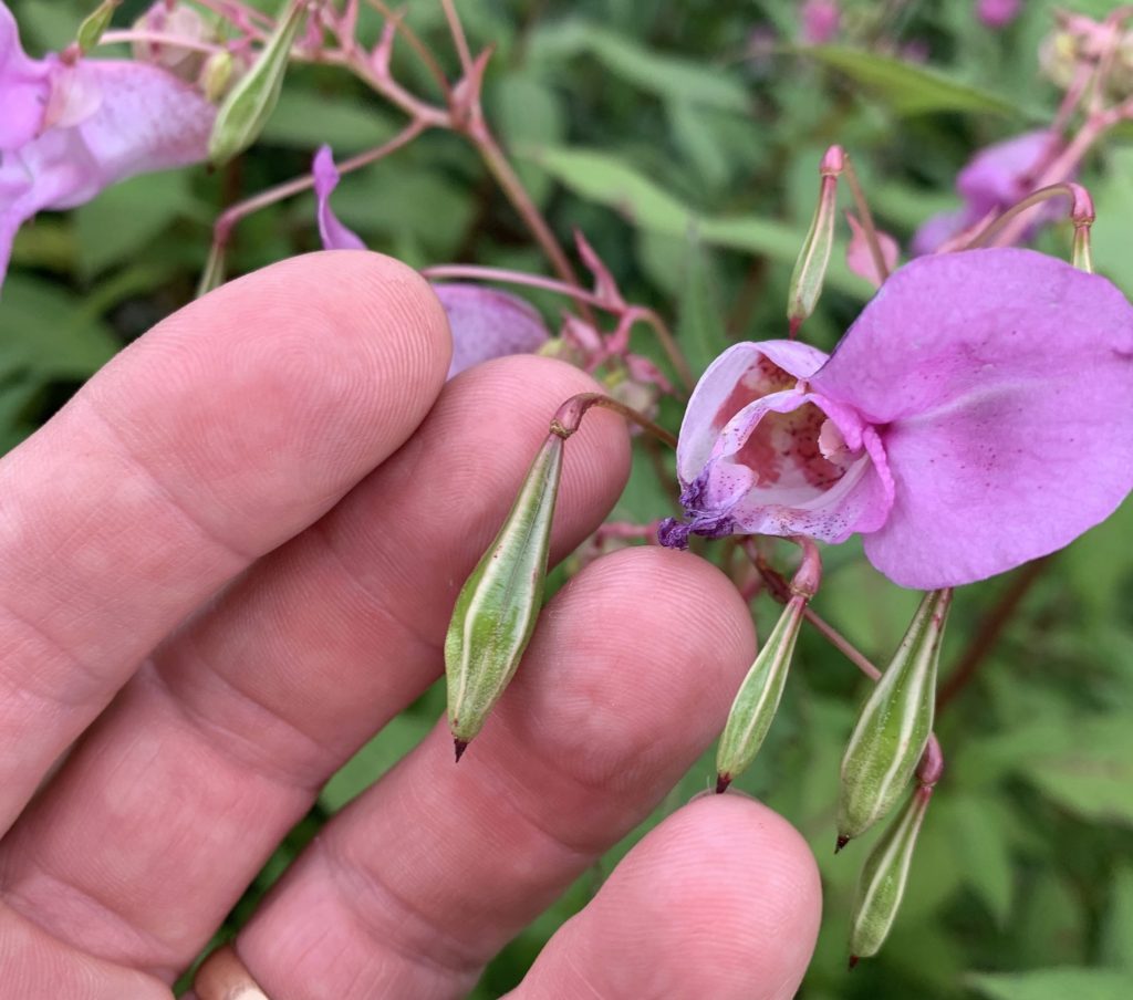 Close up picture of the pink flowers and green seed pods of Himalayan Balsam