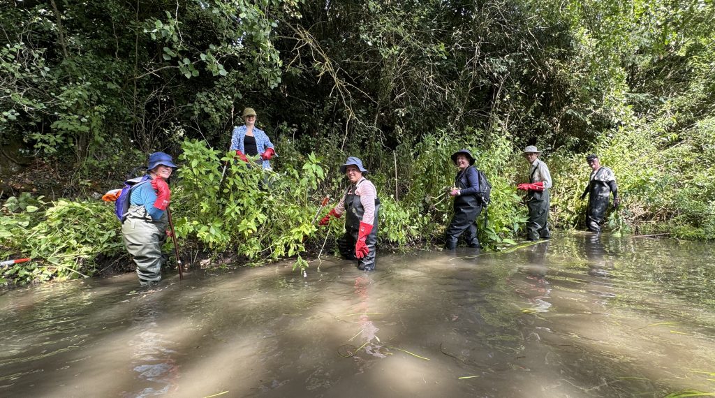 Six volunteers from the RBRA working in the river to pull up Himalayan Balsam plants from the banks